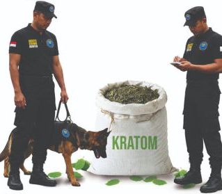 Kratom Dilarang Masuk ke Amerika, BNN: Kratom Berpotensi Menimbulkan Ketergantungan dan Harus Diawasi Ketat