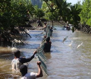 Perkuat Ekonomi Pesisir dan Pelestarian Mangrove, PLN Panen Perdana Bandeng Silvofishery di Kuala Satong