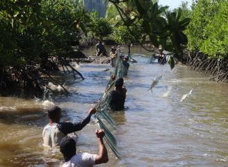 Perkuat Ekonomi Pesisir dan Pelestarian Mangrove, PLN Panen Perdana Bandeng Silvofishery di Kuala Satong