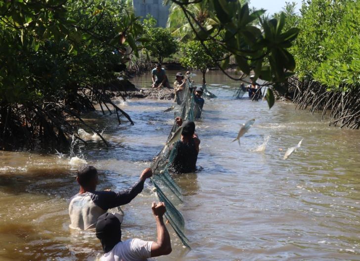Photo of Perkuat Ekonomi Pesisir dan Pelestarian Mangrove, PLN Panen Perdana Bandeng Silvofishery di Kuala Satong