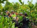 Dari Kebun Gambut, Petani Sambas Menyeduh Asa