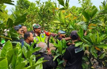 Dari Kebun Gambut, Petani Sambas Menyeduh Asa