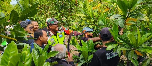 Dari Kebun Gambut, Petani Sambas Menyeduh Asa