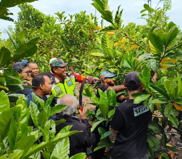 Dari Kebun Gambut, Petani Sambas Menyeduh Asa