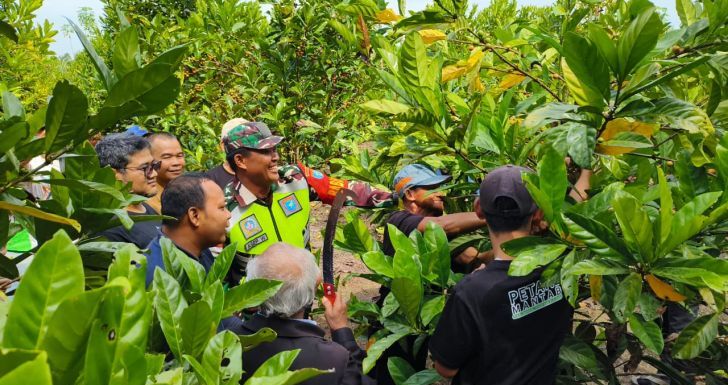 Dari Kebun Gambut, Petani Sambas Menyeduh Asa