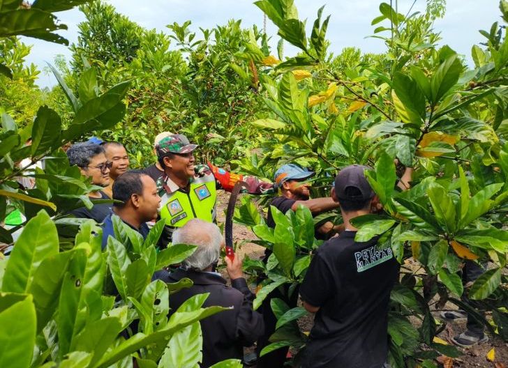 Photo of Dari Kebun Gambut, Petani Sambas Menyeduh Asa