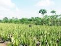 Petani Lidah Buaya Raksasa Penjaga Ikon Hijau Pontianak