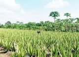 Photo of Petani Lidah Buaya Raksasa Penjaga Ikon Hijau Pontianak