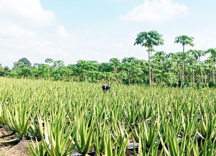 Photo of Petani Lidah Buaya Raksasa Penjaga Ikon Hijau Pontianak