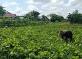 Photo of Ketika Petani Madura dan Tionghoa Menjaga Pangan Pontianak