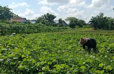Ketika Petani Madura dan Tionghoa Menjaga Pangan Pontianak