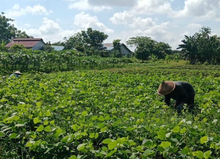 Photo of Ketika Petani Madura dan Tionghoa Menjaga Pangan Pontianak