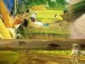 Kedaulatan Pangan Diperkuat lewat Optimasi Lahan dan Larangan Alih Fungsi Sawah