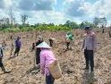Dukung Ketahanan Pangan Nasional, Polsek Beduai Dampingi Penanaman Jagung Hibrida Kuartal III di Thang Raya