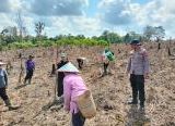 Photo of Dukung Ketahanan Pangan Nasional, Polsek Beduai Dampingi Penanaman Jagung Hibrida Kuartal III di Thang Raya