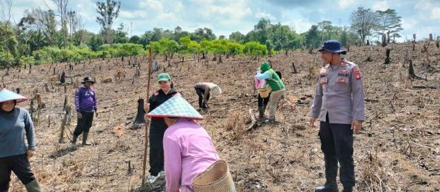 Dukung Ketahanan Pangan Nasional, Polsek Beduai Dampingi Penanaman Jagung Hibrida Kuartal III di Thang Raya