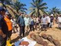 Darwis Tegaskan Hasil Panen Lahan Plasma Karimunting Hak Petani