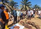 Photo of Darwis Tegaskan Hasil Panen Lahan Plasma Karimunting Hak Petani