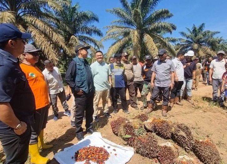 Photo of Darwis Tegaskan Hasil Panen Lahan Plasma Karimunting Hak Petani