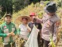Panen Jagung Hibrida di Tayan Hulu Capai Estimasi 6,4 Ton per Hektare, Perkuat Ketahanan Pangan Sanggau