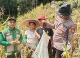 Photo of Panen Jagung Hibrida di Tayan Hulu Capai Estimasi 6,4 Ton per Hektare, Perkuat Ketahanan Pangan Sanggau