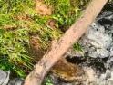 Diduga Limbah PT SBW, Sungai Lape di Desa Binjai Tayan Hulu Tercemar Parah