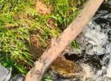 Photo of Diduga Limbah PT SBW, Sungai Lape di Desa Binjai Tayan Hulu Tercemar Parah