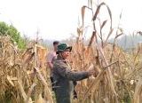Photo of Panen Jagung 1,5 Hektare di Bagan Asam, Poktan Sinar Tani Makmur Hasilkan 6,36 Ton