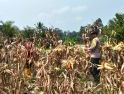 Panen Jagung Hibrida di Meliau Capai Estimasi 4,64 Ton Pipil Kering per Hektare