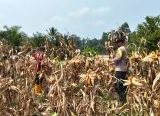 Photo of Panen Jagung Hibrida di Meliau Capai Estimasi 4,64 Ton Pipil Kering per Hektare