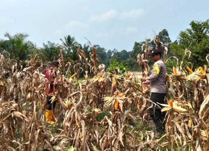 Photo of Panen Jagung Hibrida di Meliau Capai Estimasi 4,64 Ton Pipil Kering per Hektare