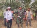 Karhutla Melawi Jadi Sorotan, Satgas Mabes TNI Minta Perusahaan Asal Malaysia Tak Lepas Tangan