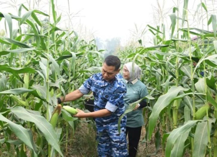 Photo of Lanud Supadio Panen Jagung, Dukung Ketahanan Pangan Nasional