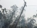 Gerak Cepat PLN Pulihkan Jaringan Listrik Terdampak Karhutla di Ketapang