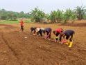 Tanam Jagung Hibrida di Lahan Demplot 1 Hektare, Polsek Jangkang Perkuat Ketahanan Pangan Masyarakat
