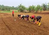 Photo of Tanam Jagung Hibrida di Lahan Demplot 1 Hektare, Polsek Jangkang Perkuat Ketahanan Pangan Masyarakat