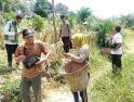 Jagung Hibrida Tumbuh Produktif, Poktan Senggeng Mandiri Siapkan Modal untuk Tanam Berikutnya