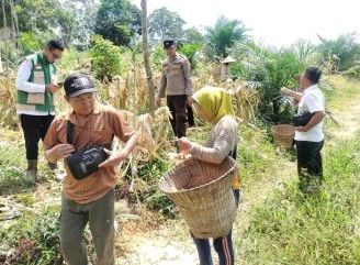 Jagung Hibrida Tumbuh Produktif, Poktan Senggeng Mandiri Siapkan Modal untuk Tanam Berikutnya