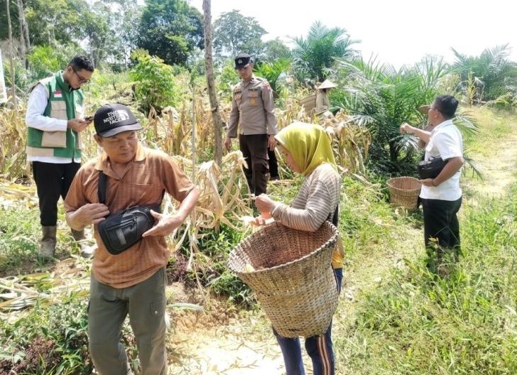 Photo of Jagung Hibrida Tumbuh Produktif, Poktan Senggeng Mandiri Siapkan Modal untuk Tanam Berikutnya