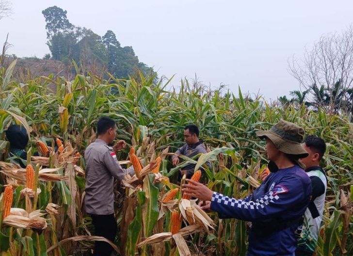Photo of Capai 15,36 Ton per Hektare, Panen Jagung Hibrida Digelar di Entikong