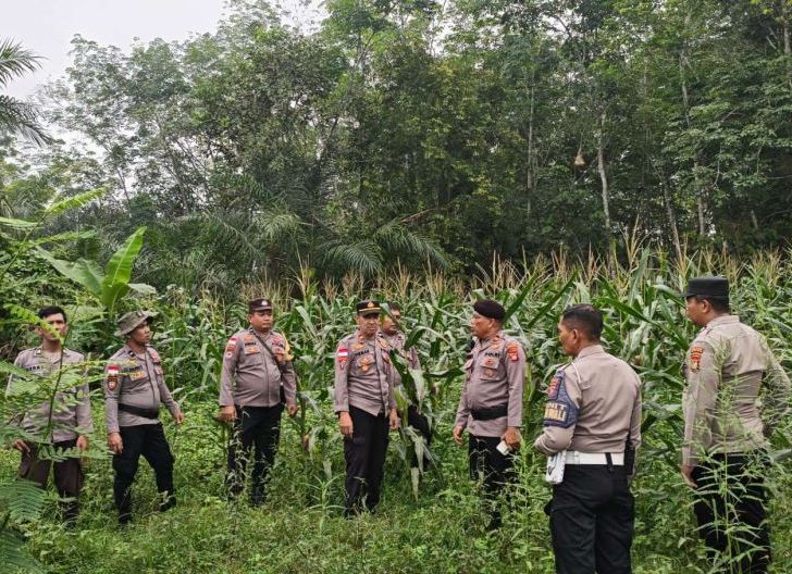 Photo of Asistensi Gugus Tugas di Mukok Dorong Optimalisasi Lahan dan Produksi Jagung untuk Perkuat Ketahanan Pangan