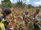 Photo of Panen Jagung Hibrida di Noyan Capai 11,68 Ton, Polsek Dukung Ketahanan Pangan