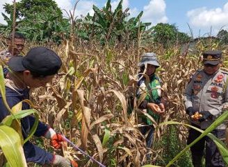 Panen Jagung Hibrida di Noyan Capai 11,68 Ton, Polsek Dukung Ketahanan Pangan