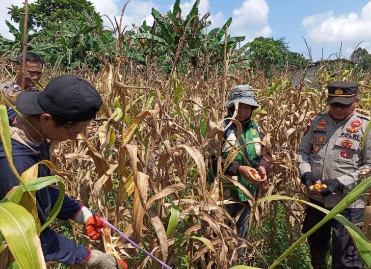 Photo of Panen Jagung Hibrida di Noyan Capai 11,68 Ton, Polsek Dukung Ketahanan Pangan