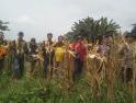 Panen Jagung Hibrida di Meliau Capai Estimasi 4,09 Ton Pipil Kering per Hektare