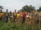 Photo of Panen Jagung Hibrida di Meliau Capai Estimasi 4,09 Ton Pipil Kering per Hektare