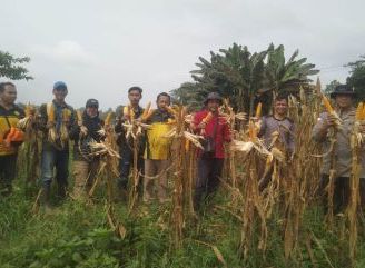 Panen Jagung Hibrida di Meliau Capai Estimasi 4,09 Ton Pipil Kering per Hektare